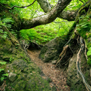 くぐり進む＜L＞