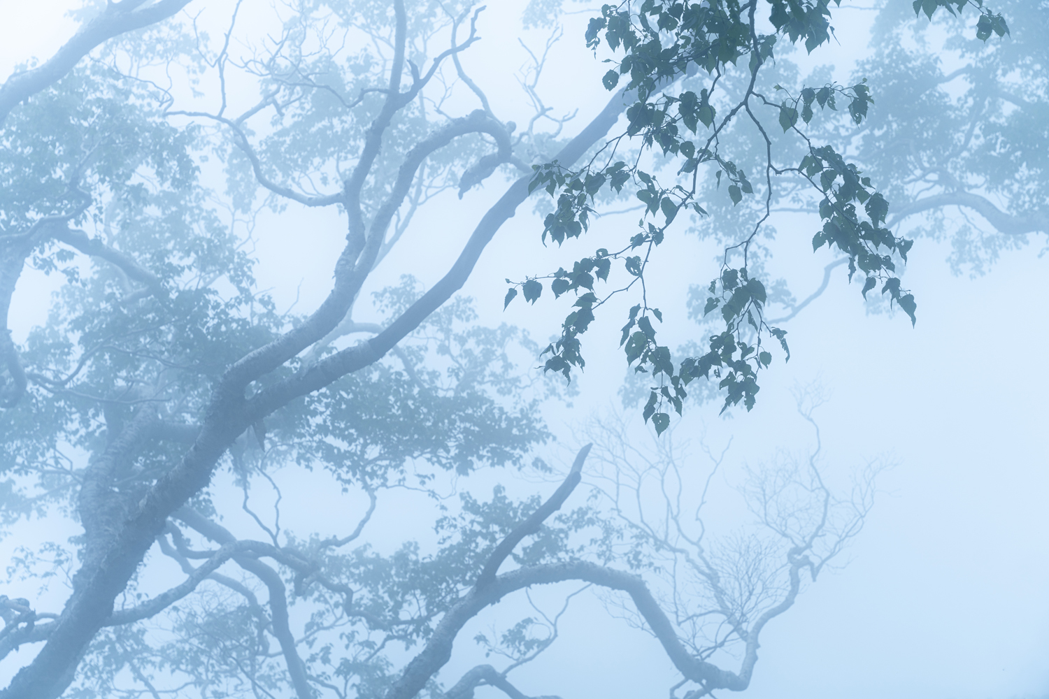 霧の中の樹木