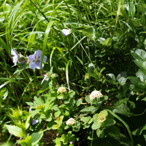 チシマフウロ＜L＞