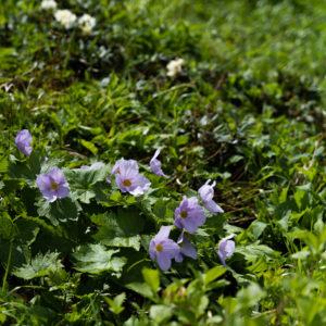 羊蹄山のシラネアオイ＜L＞