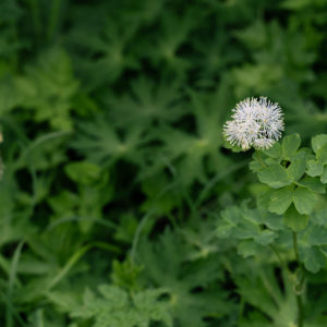 カラマツソウ＜L＞