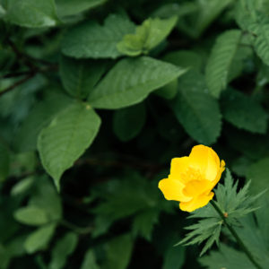 チシマノキンバイソウ＜L＞