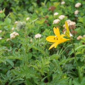 雨粒とエゾカンゾウ＜L＞