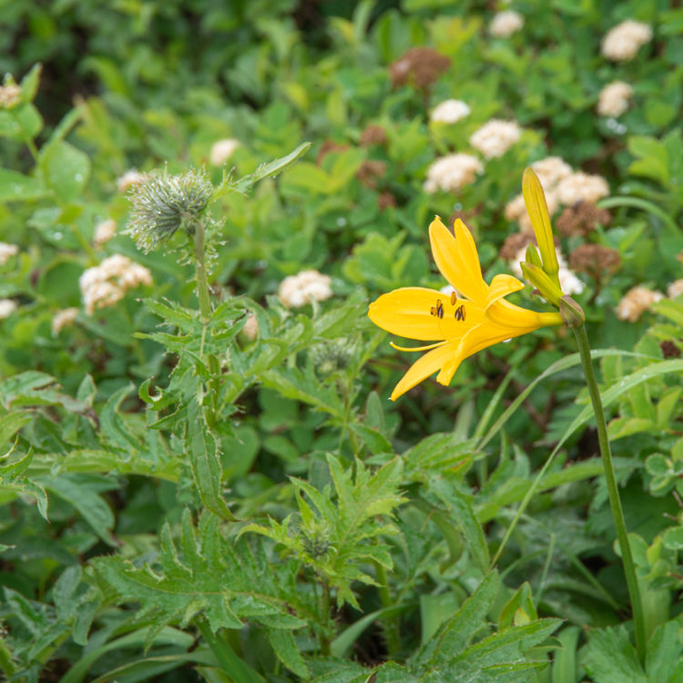 雨粒とエゾカンゾウ