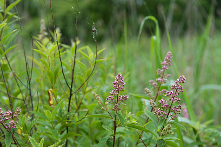 雨とホサキシモツケの蕾