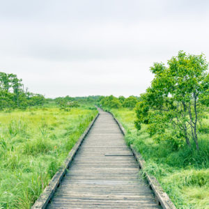 釧路湿原の木道＜L＞