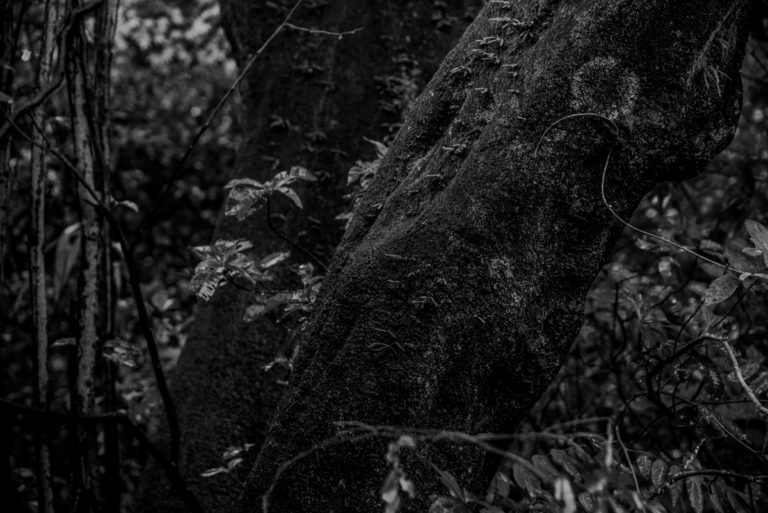 幹と一体化した苔