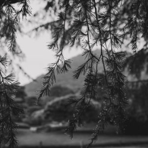 雨粒と松の葉＜L＞