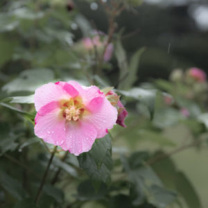 芙蓉（フヨウ）＜L＞