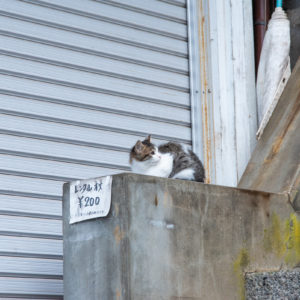道端の猫＜L＞