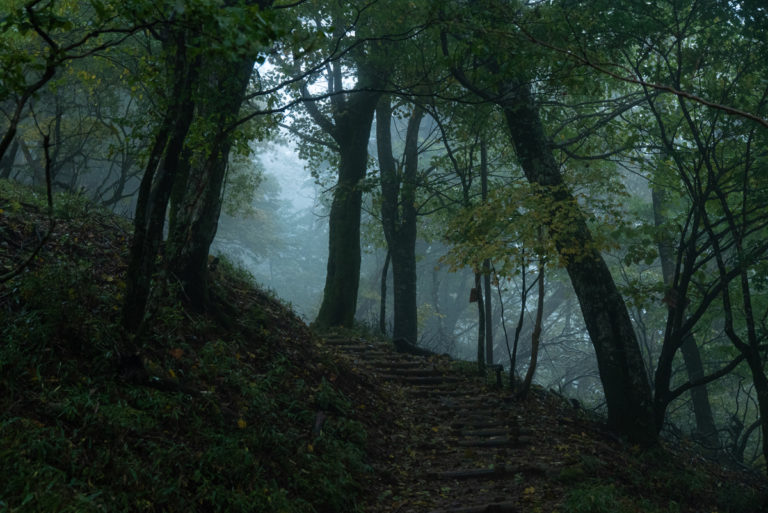 朝霧の登山道