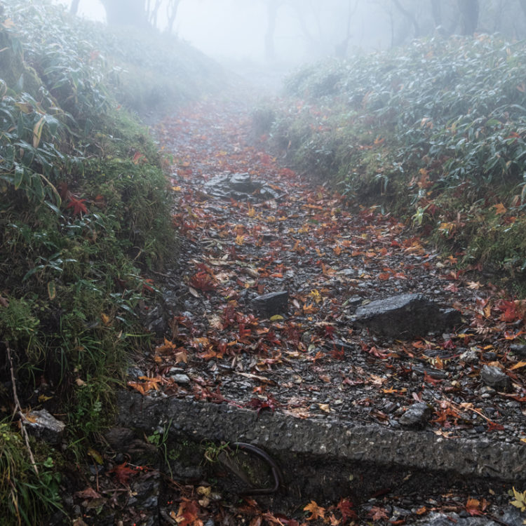 しっとり濡れた落ち葉と霧の登山道