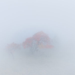 雲の中の紅葉＜L＞