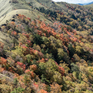 紅葉の始まり＜L＞