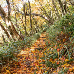 笹と落葉の登山道＜XXL＞