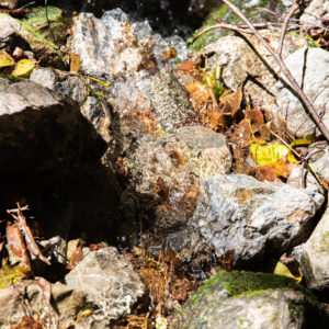 透き通った水＜L＞