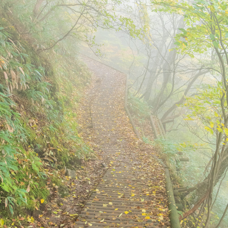 霧で柔らかな雰囲気の登山道