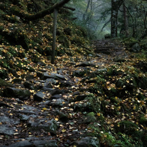 黄金に彩られた登山道＜L＞