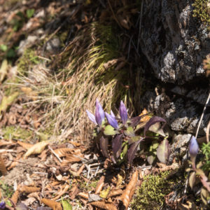 蕾のリンドウ<L>