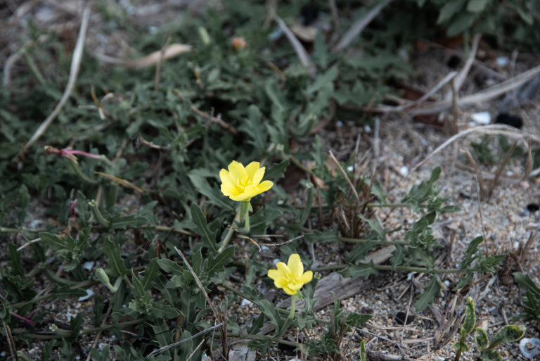 コマツヨイグサ（小待宵草）