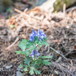 トリカブト＜L＞