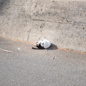 お腹を見せる猫＜L＞