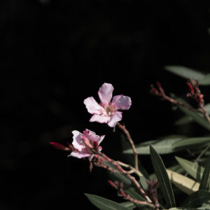 キョウチクトウ（夾竹桃）＜L＞