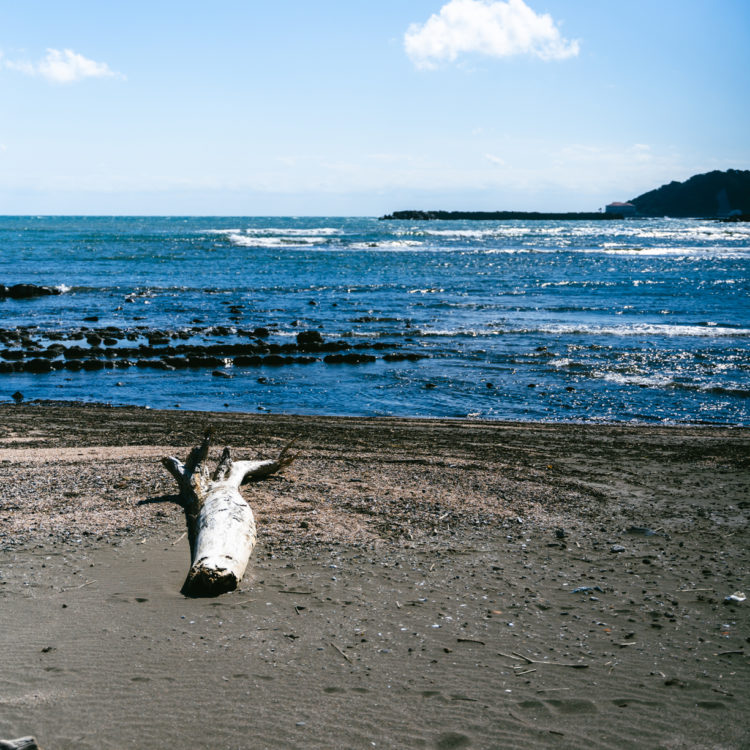 流木と海