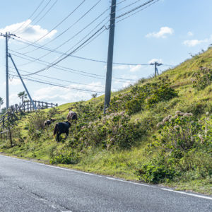 道路脇の斜面を登る御崎馬＜L＞