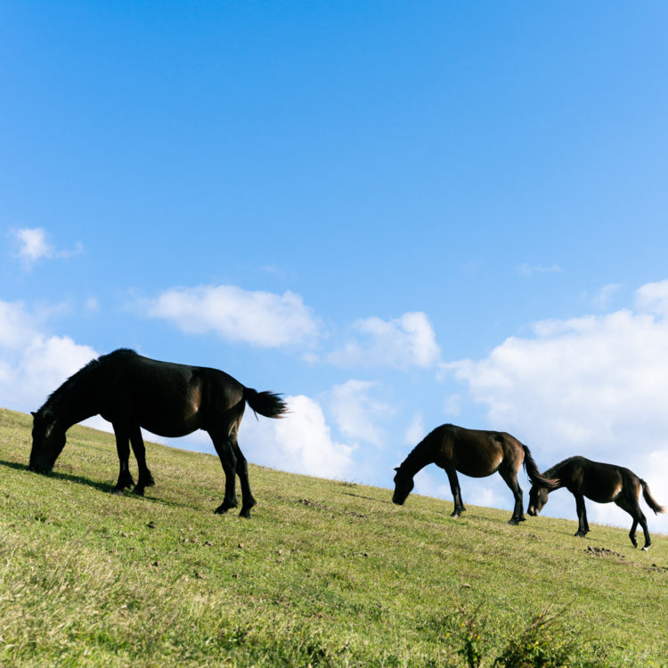 斜面の草を食む御崎馬