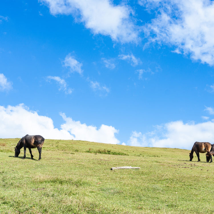 晴れた丘と御崎馬