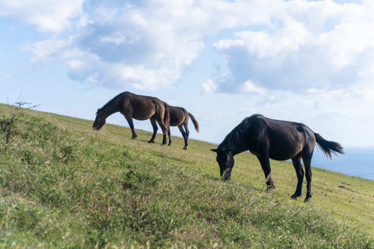 陽を背に浴びながら草を食む御崎馬
