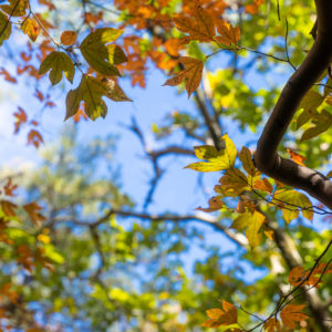 秋の晴れた日<L>