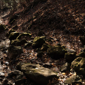 落ち葉と登山道<L>