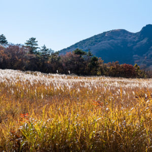 ススキとくじゅう＜L＞