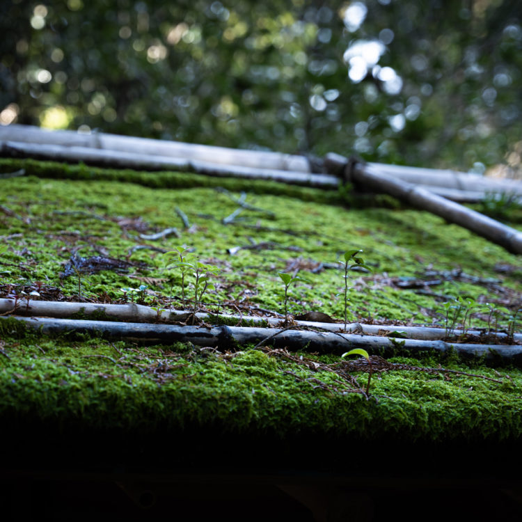 苔むす屋根と芽吹く新芽 / Mossy roofs and budding shoots