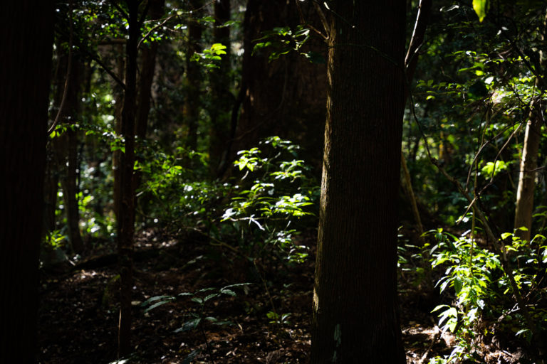 幹に当たる光 / light falling on the trunk of a tree