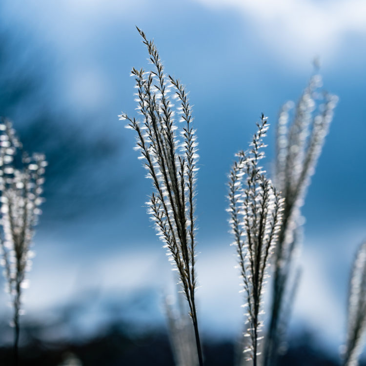 曇り空からの光を受けたススキ