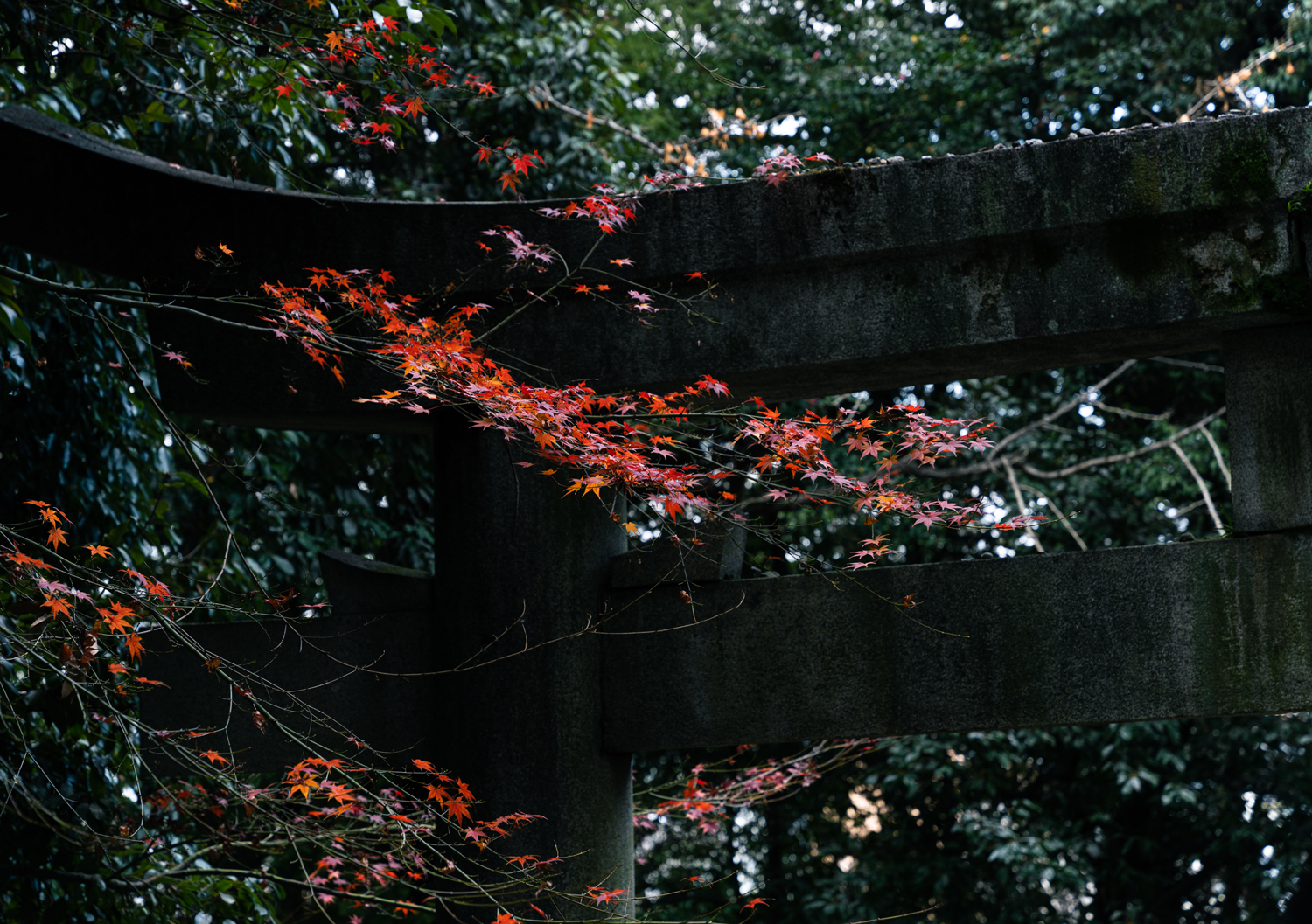 鳥居と紅葉 / Torii gate and autumn leaves