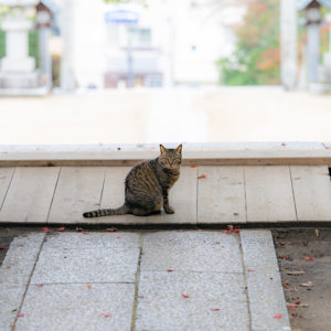 じっと見つめる猫 / Staring cat＜L＞