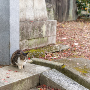 じっと下を見つめる猫 / Cat staring down＜L＞