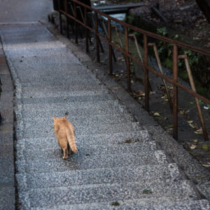 階段を下る猫＜XL＞
