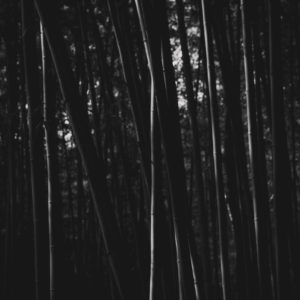 竹林と光 / Bamboo grove and light<L>