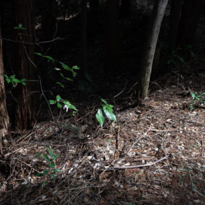 道端で照らされる葉 / Leaves illuminated by the roadside＜L＞
