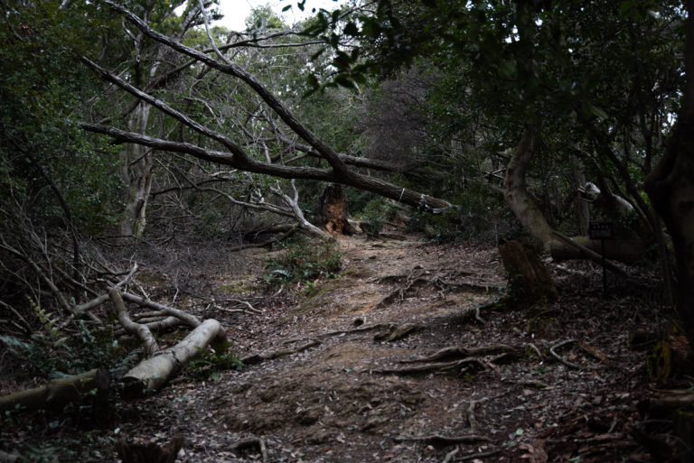 登山道と倒木 / Trail and fallen tree