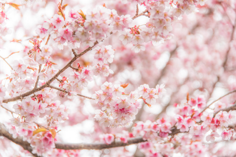 満開の桜 / Cherry blossoms in full bloom