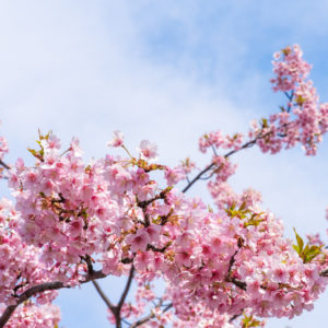 ちょっとした晴れ間と桜 / A little sunshine and cherry blossoms＜L＞