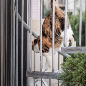 しなやかに階段を降りる猫 / Cat going down the stairs with suppleness＜L＞