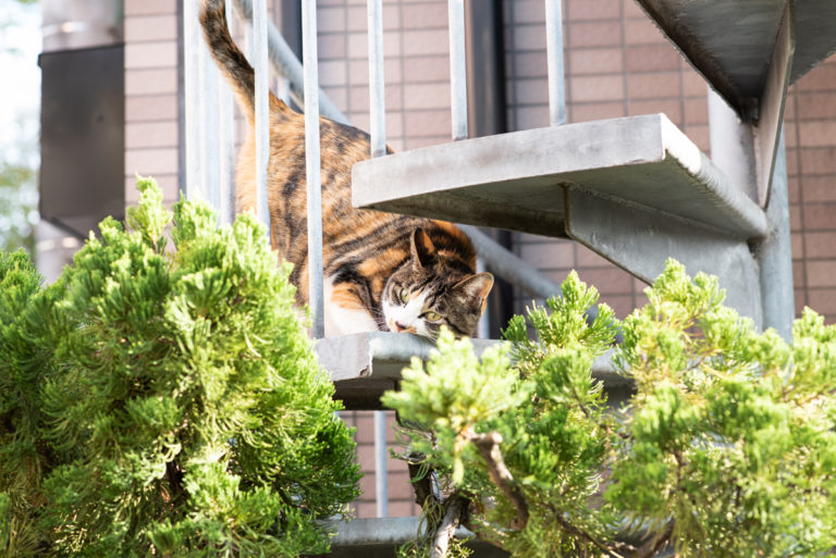 頬ずりする猫 / Cheek-chewing cat