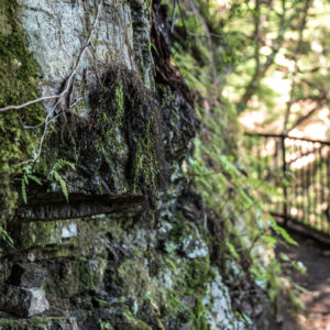 せり出した岩と苔 / overhanging rocks and moss＜L＞